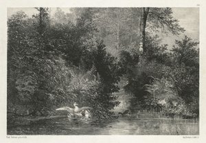 Canards Ducks. af Karl Bodmer