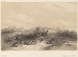 Vildænder. af Karl Bodmer