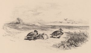 Vildænder. af Karl Bodmer