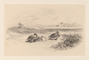Vildænder af Karl Bodmer