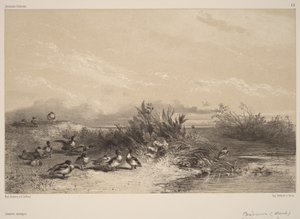 Vilde ænder af Karl Bodmer