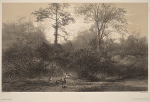 Vilde ænder af Karl Bodmer