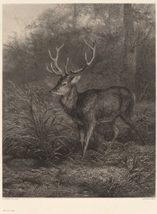 Cerf Dix-Cors af Karl Bodmer