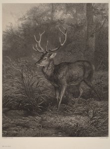 Tigrenet hjort af Karl Bodmer