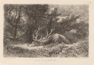 Hjort a la Reposee af Karl Bodmer