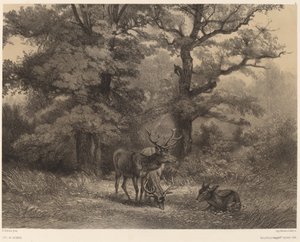 Hjorte ved Gagnage af Karl Bodmer