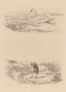 Svane, hejre. af Karl Bodmer
