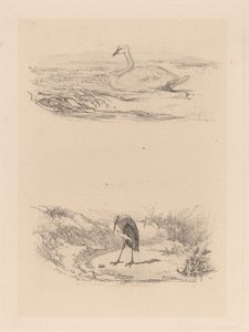svane, hejre af Karl Bodmer