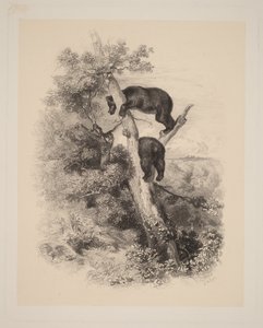 To bjørne af Karl Bodmer