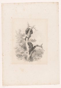 Tre bjørne i et træ Landskaber med dyr (serietitel) af Karl Bodmer