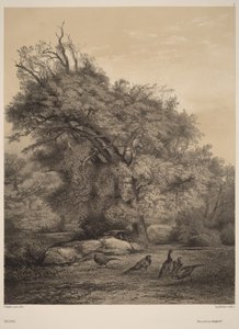 Fasaner af Karl Bodmer