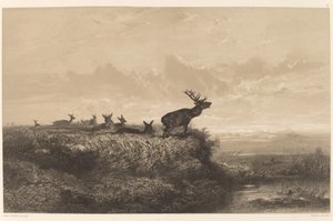 Morgenen. Hjorte og Hinder af Karl Bodmer