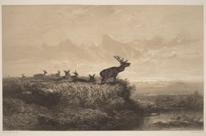 Morgenen. Hjort og hinder af Karl Bodmer