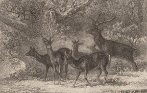 Flokken. af Karl Bodmer