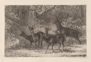 flokken af Karl Bodmer