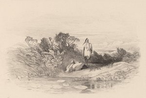 De to hejrer. af Karl Bodmer