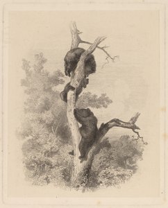 Les Ours (bjørnene) af Karl Bodmer