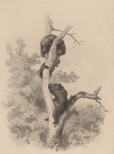 Bjørnene. af Karl Bodmer