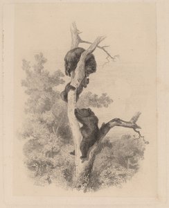 Bjørnene af Karl Bodmer