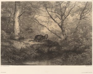 Marcassins af Karl Bodmer