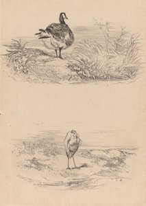 Hoi, Heron. af Karl Bodmer
