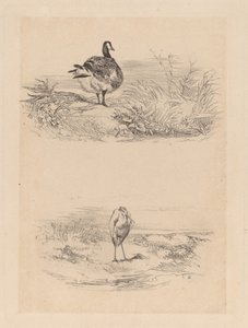 Hoi, Heron af Karl Bodmer