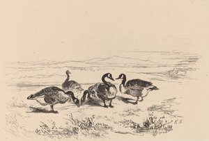 Bramgæs. af Karl Bodmer