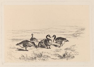 bramgæs af Karl Bodmer