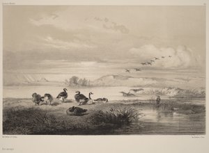 Vildgæs af Karl Bodmer