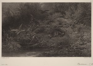 Ræv på lur af Karl Bodmer