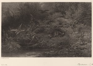 Ræv på jagt. af Karl Bodmer