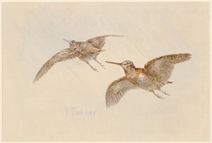  af Karl Bodmer
