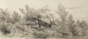Hjort i skoven af Karl Bodmer