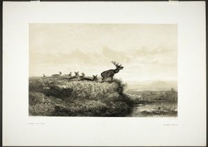 Om morgenen: Kronhjorte og hundyr af Karl Bodmer