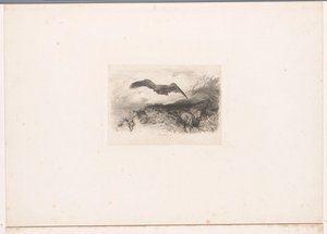 flyvende ørn Landskaber med dyr (serietitel) af Karl Bodmer