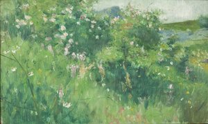 Briar-rosebuske blomstrer på øen Tjörn