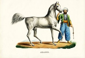 Arabisk hest, 1824 af Karl Joseph Brodtmann