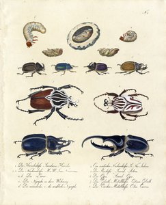 Billesamling med udviklingsstadier (print) af Karl Joseph Brodtmann