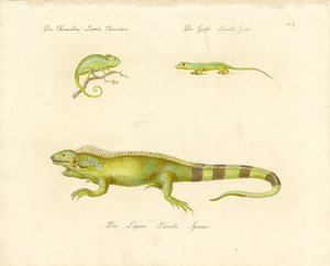 Kamæleon, gekko og leguan (print) af Karl Joseph Brodtmann