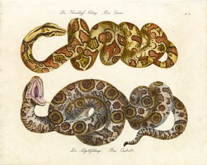 Hundehovedboa og Boa Constrictor (print) af Karl Joseph Brodtmann