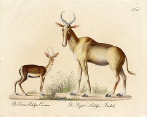 Dorcas Gazelle og Nilgai (print) af Karl Joseph Brodtmann