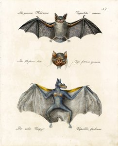 Europæiske flagermusarter (print) af Karl Joseph Brodtmann