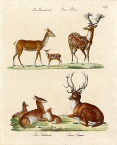 Europæiske hjortearter (print) af Karl Joseph Brodtmann