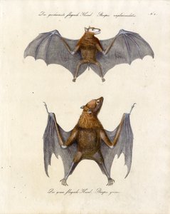 Flyvende ræve (print) af Karl Joseph Brodtmann