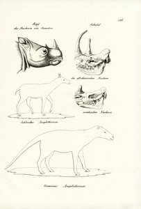 Hoved af Sumatra-hjortehorn, 1824 af Karl Joseph Brodtmann