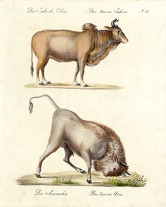 Indisk zebu og urokse (print) af Karl Joseph Brodtmann