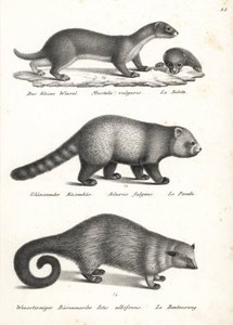 Mindst væsel, Mustela nivalis 1, rød panda, Ailurus fulgens 2, sårbar, og bjørnekat, Arctictis binturong 3, sårbar. Litografi af Karl Joseph Brodtmann fra Heinrich Rudolf Schinz