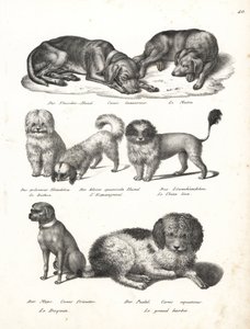 Lurcher eller matin hund, Canis laniarius, Bichon, spansk hund, Chow Chow, Mops hund, Canis fricator og puddel eller vandjagthund, Canis aquaticus. Litografi af Karl Joseph Brodtmann fra Heinrich Rudolf Schinz