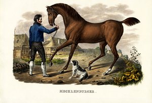 Mecklenburger Hest, 1824 af Karl Joseph Brodtmann