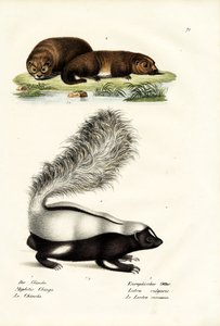 Molinas skunk med svinenæse, 1824 af Karl Joseph Brodtmann